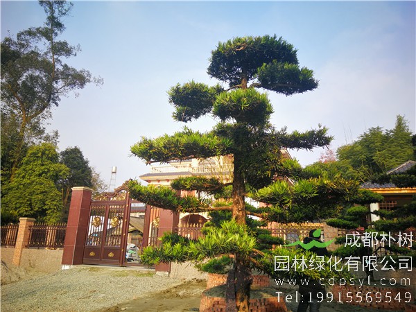 四川罗汉松盆景如何造型？